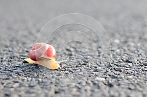 Snail