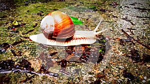 Snail