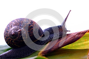 Snail