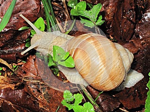 Caracol 