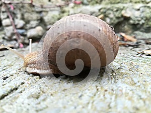 Snail