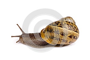 Snail