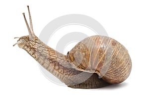 Snail