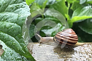 Snail