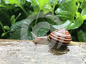 Snail