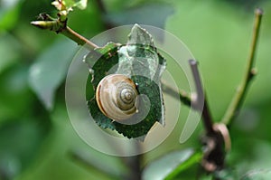 Snail