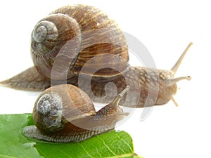 Snail