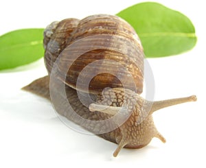 Snail