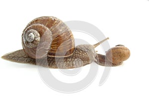 Snail