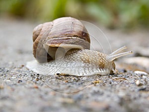 Snail