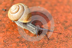 Snail