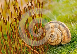 Snail