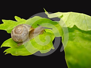 Snail