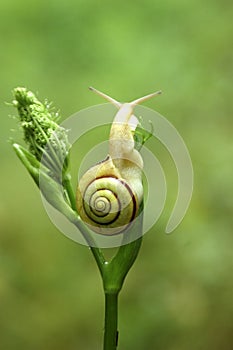 Snail