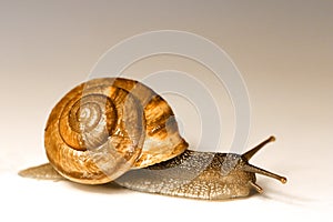 Snail