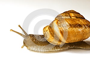 Snail