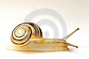 Snail