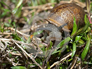 Snail