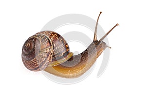 Snail