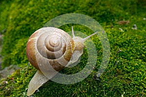 Snail