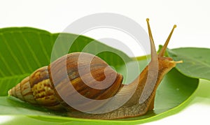 Snail photo