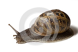 Snail