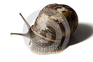 Snail