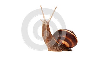 Snail