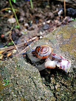 Snail