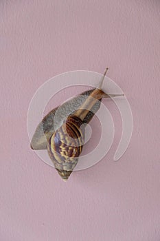 Snail