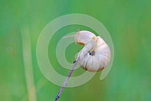 Snail