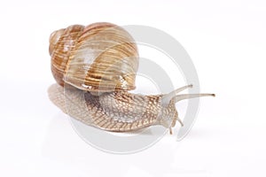 Snail