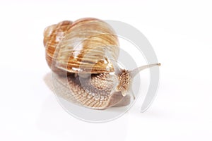 Snail