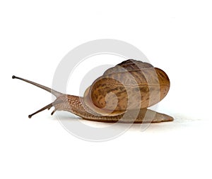 Snail