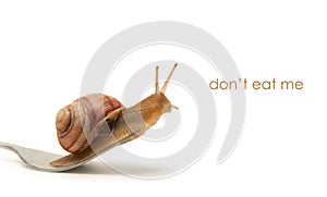 Snail