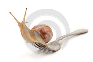 Snail