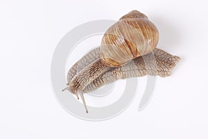 Snail