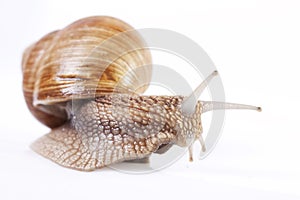 Snail