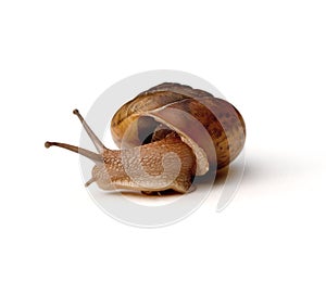 Snail