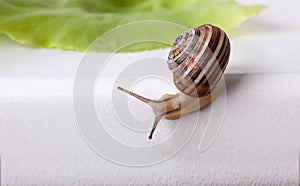 Snail