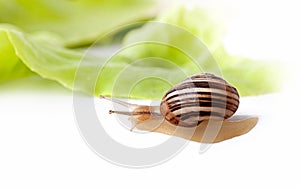 Snail