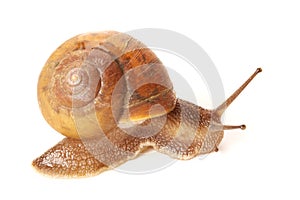 SNAIL