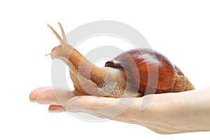 Snail