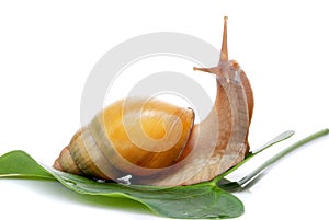 Snail