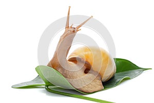 Snail