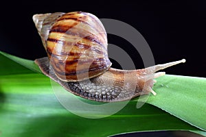 Snail