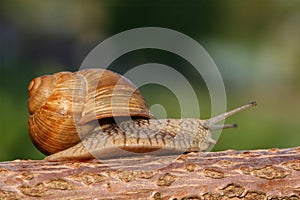 Snail