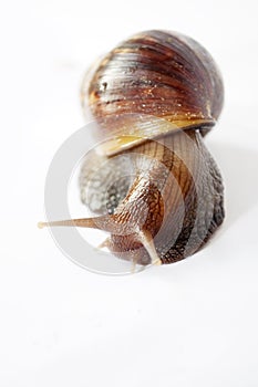 Snail