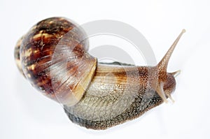 Snail