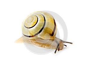 Snail